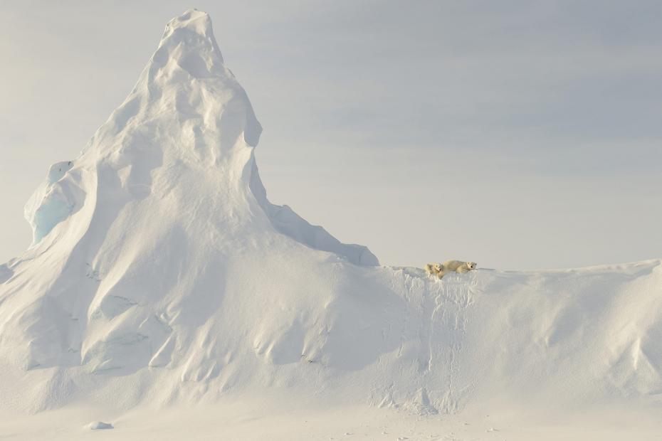 This photo was taken far out on the sea ice in the Davis Straight off the coast of Baffin Island. This mother and her yearling are perched atop a huge snow covered iceberg that got "socked in" when the ocean froze over for the winter. To me, the relative "smallness" of these large creatures when compared to the immensity of the iceberg in the photo represents the precariousness of the polar bear's reliance on the sea and sea ice for its existence.