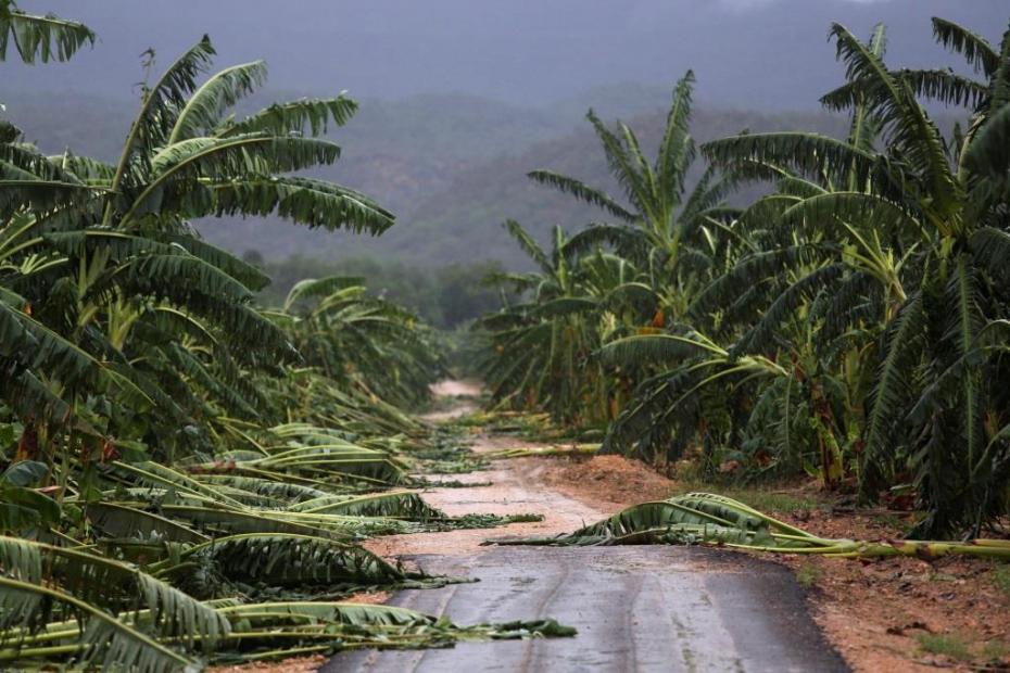 A view of partially destroyed banana trees at a road side after the passage of hurricane Matthew on the coast of Guantanamo province, Cuba, October 5, 2016. REUTERS/Alexandre Meneghini - RTSQVJL