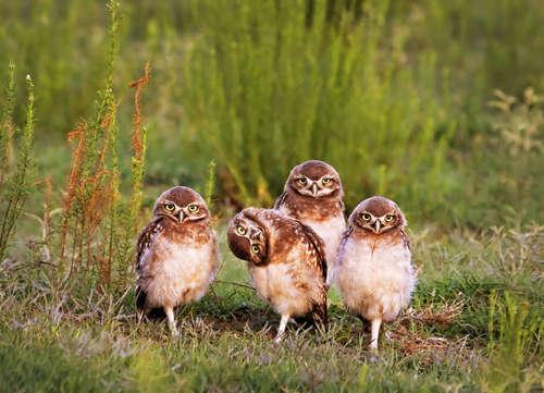 *** EXCLUSIVE - VIDEO AVAILABLE *** SANTA ROSA, ARGENTINA: Mario Gustavo Fiorucci wins the portfolio category with his image of four pigeon burrowing owls staring directly at the camera and one appears to tilt it?s head to get a better look, Santa Rosa, Argentina. The Comedy Wildlife Photo Awards 2016 have come to an end as the winners for this year?s competition are revealed. This year?s contest featured over 2,200 hilarious entries from around the world, with each of the contenders combining exquisite photography skills and perfect comedy timing. The awards ceremony took place at the Underdog Gallery in London on November 9, with winners collecting trophies in five separate categories and an additional 10 highly commended photographers each receiving a certificate. PHOTOGRAPH BY Mario Gustavo Fiorucci / Barcroft Images London-T:+44 207 033 1031 E:hello@barcroftmedia.com - New York-T:+1 212 796 2458 E:hello@barcroftusa.com - New Delhi-T:+91 11 4053 2429 E:hello@barcroftindia.com www.barcroftimages.com