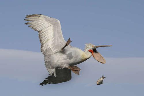 *** EXCLUSIVE - VIDEO AVAILABLE *** KERKINI LAKE, GREECE: Nicholas De Vaulx wins the Kenya Airways In the Air with an image of a pelican looking distraught as it drops a fish thrown to it by a fishermen in Kerkini Lake, Greece. The Comedy Wildlife Photo Awards 2016 have come to an end as the winners for this year?s competition are revealed. This year?s contest featured over 2,200 hilarious entries from around the world, with each of the contenders combining exquisite photography skills and perfect comedy timing. The awards ceremony took place at the Underdog Gallery in London on November 9, with winners collecting trophies in five separate categories and an additional 10 highly commended photographers each receiving a certificate. PHOTOGRAPH BY Nicholas De Vault / Barcroft Images London-T:+44 207 033 1031 E:hello@barcroftmedia.com - New York-T:+1 212 796 2458 E:hello@barcroftusa.com - New Delhi-T:+91 11 4053 2429 E:hello@barcroftindia.com www.barcroftimages.com