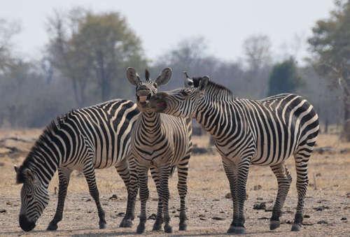 *** EXCLUSIVE - VIDEO AVAILABLE *** ZAMBIA, AFRICA - AUGUST 2016: Thomas Bullivant from London wins the Juniors category with his image of three zebras posing for the camera, South Luangwa National Park, Zambia, August 2016. The Comedy Wildlife Photo Awards 2016 have come to an end as the winners for this year?s competition are revealed. This year?s contest featured over 2,200 hilarious entries from around the world, with each of the contenders combining exquisite photography skills and perfect comedy timing. The awards ceremony took place at the Underdog Gallery in London on November 9, with winners collecting trophies in five separate categories and an additional 10 highly commended photographers each receiving a certificate. PHOTOGRAPH BY Thomas Bullivant / Barcroft Images London-T:+44 207 033 1031 E:hello@barcroftmedia.com New York-T:+1 212 796 2458 E:hello@barcroftusa.com New Delhi-T:+91 11 4053 2429 E:hello@barcroftindia.com www.barcroftmedia.com