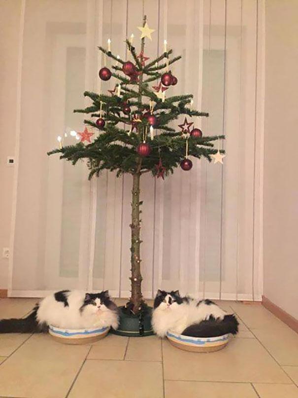 protecting-christmas-tree-from-dogs-cats-pets-19-585a7629ec52f__605