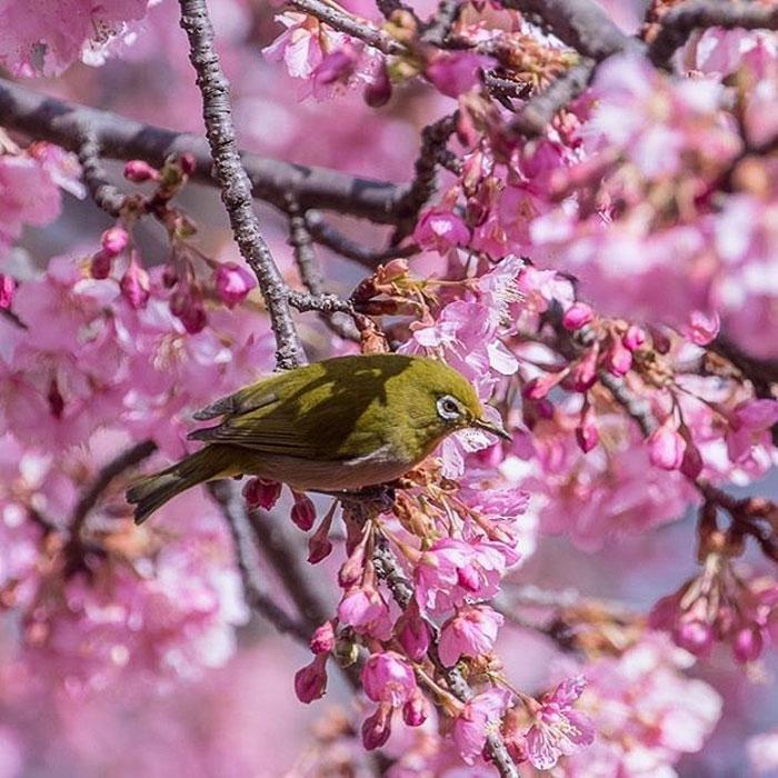 kawazu-cherry-blossoms-shizuoka-japan-6