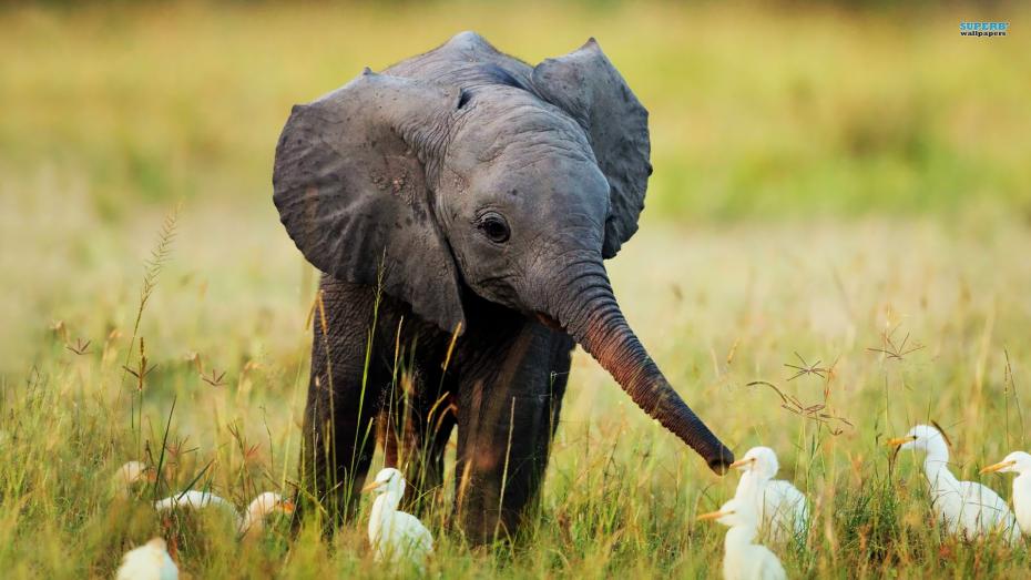 0c4aeef82f66e5f7d1d6a2ff8ccd0720_9-cute-animal-wallpaper9-cute-animals-desktop-clipart_1920-1080