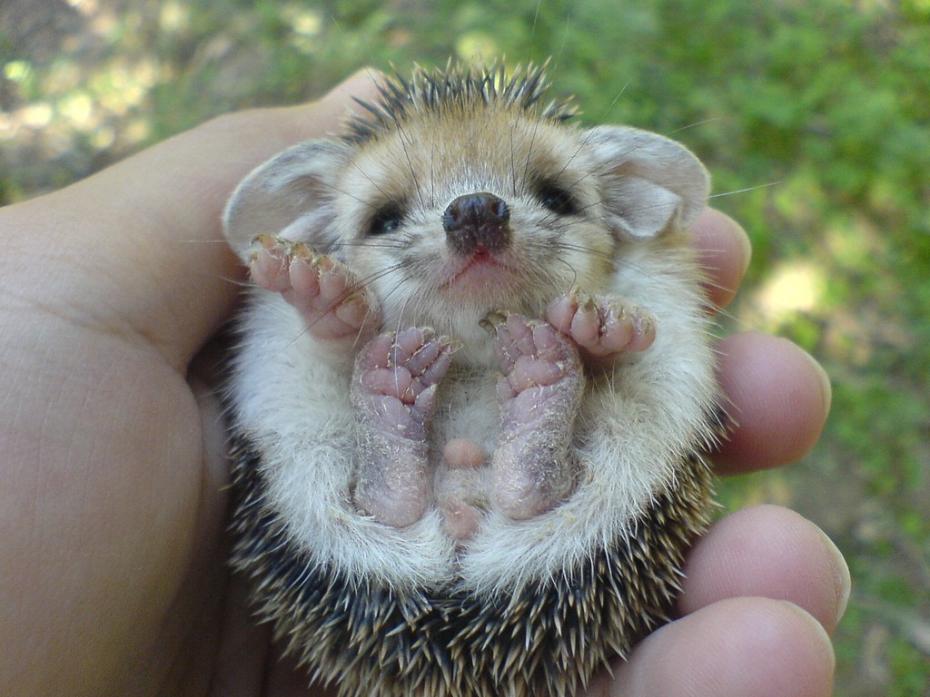 baby_hedgehog