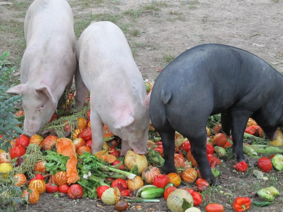 Pigs eating compost (8)
