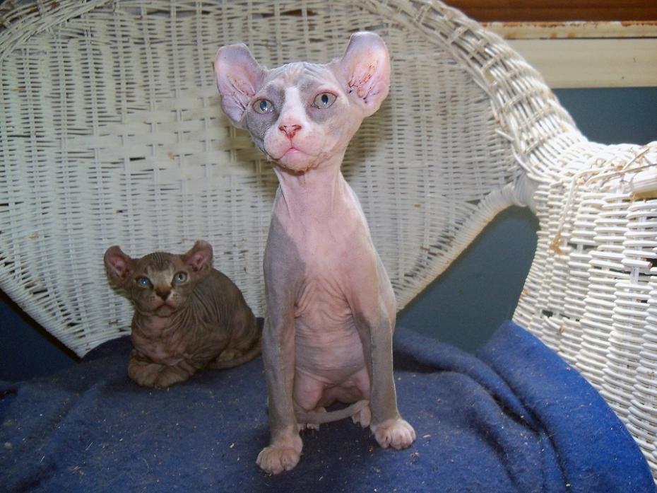 Photo Credit: sphynx-cattery.com