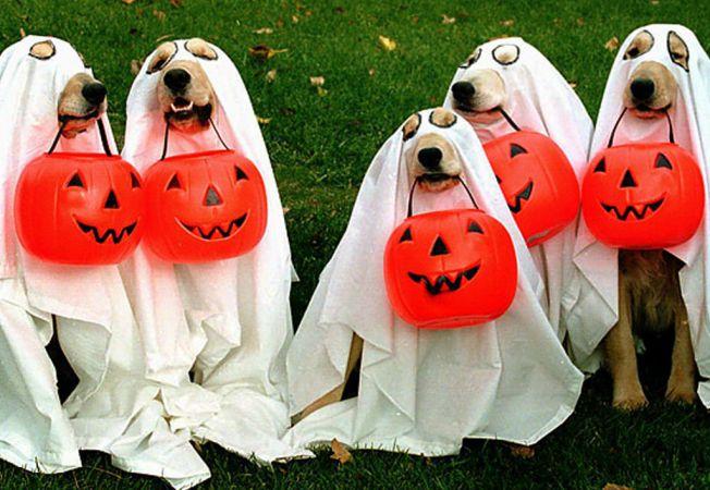 652x450_175295-animale-halloween