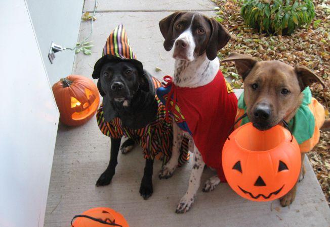 652x450_175297-animale-halloween