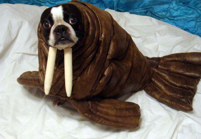 652x450_175300-animale-halloween