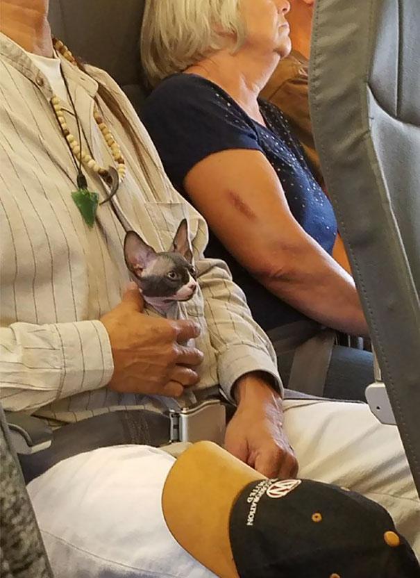 animals-on-a-plane-251-59f334f3a1335__605