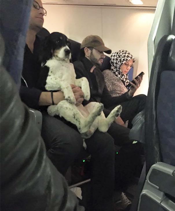 animals-on-a-plane-253-59f3386c9f66a__605