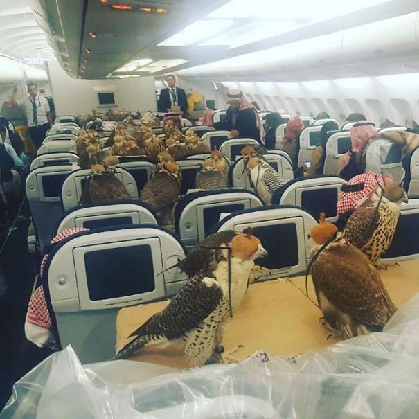 animals-on-a-plane-62-59f2e3c09e670__605