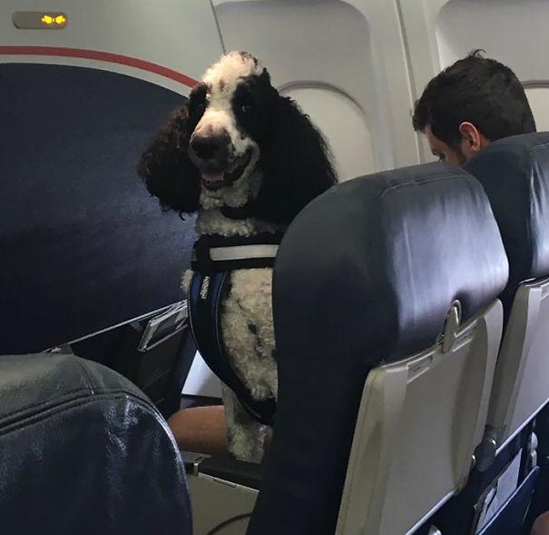 animals-on-a-plane-7-59f33b8b0f7cd__605