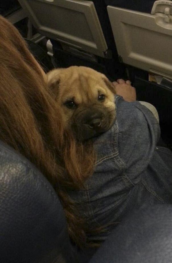 dog-on-the-plane-150-59f33a5451b72__605