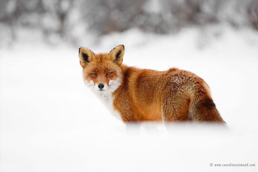 X1B9635_red_fox_snow-5a3271d57cb63__880