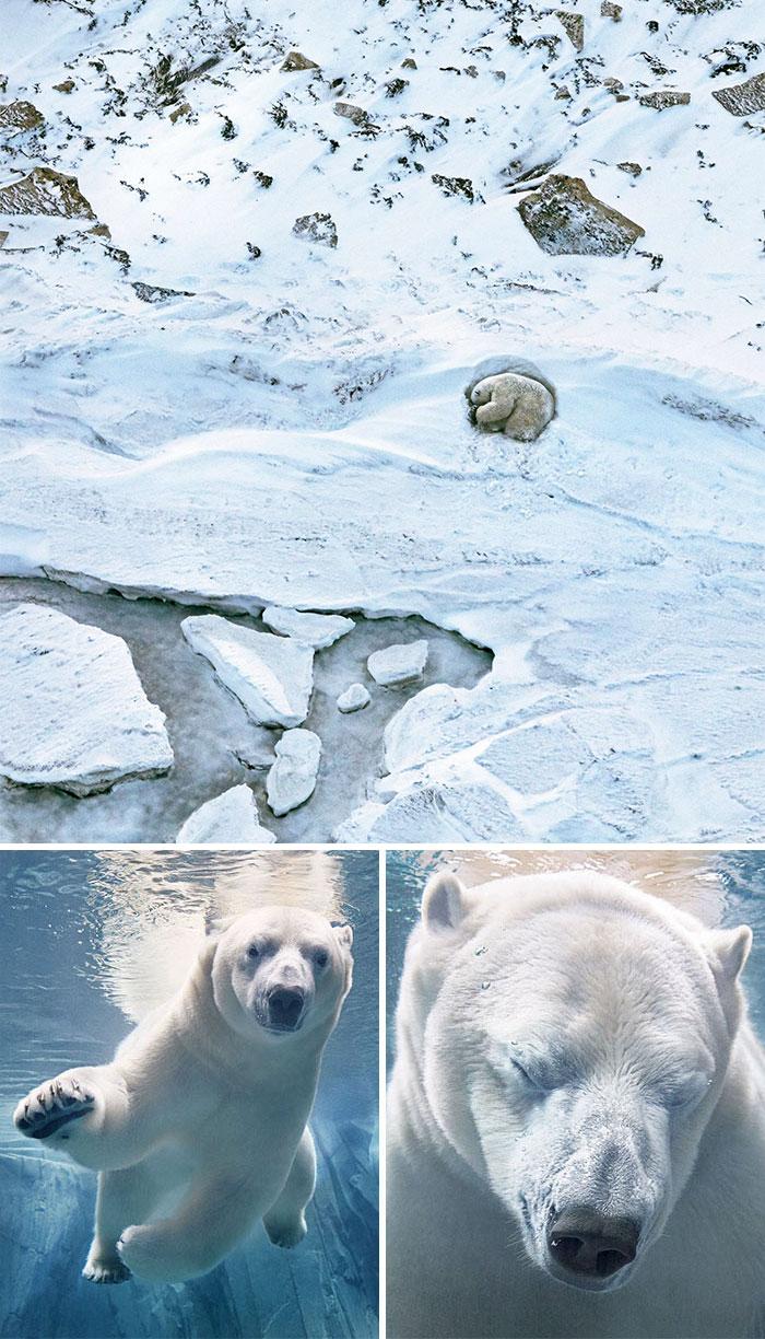 endangered-animals-tim-flach-1c-5a461319d0e13__700