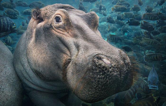 endangered-animals-tim-flach-5a45f7e453c51__700