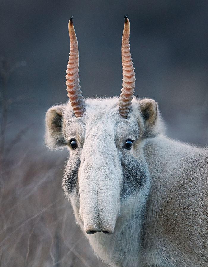 endangered-animals-tim-flach-5a45fa2a48ab2__700