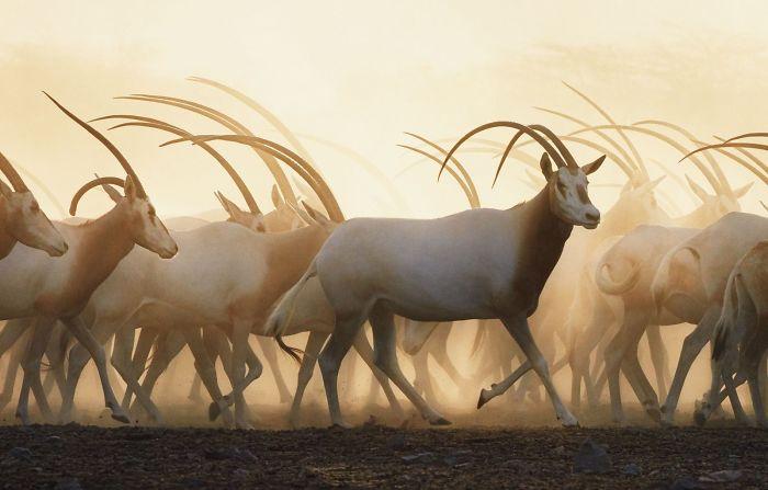 endangered-animals-tim-flach-5a45fac47e126__700