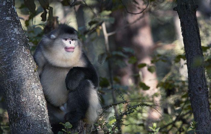 endangered-animals-tim-flach-5a45fe8507315__700