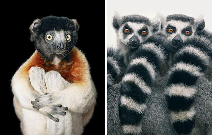 endangered-animals-tim-flach-6-5a460121c7533__700