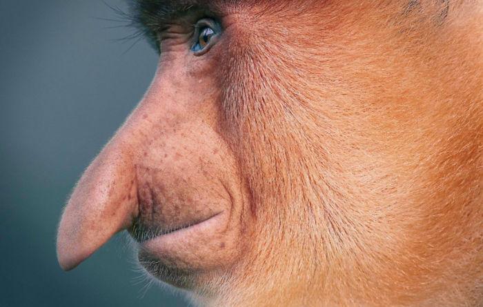 tim-flach-portrait-animaux-disparition-20-5a46026bacdbf-png__700