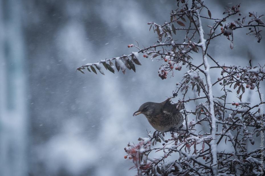 Cocoșar (Turdus pilaris)