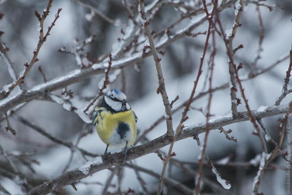 Pițigoi albastru (Cyanistes caeruleus)