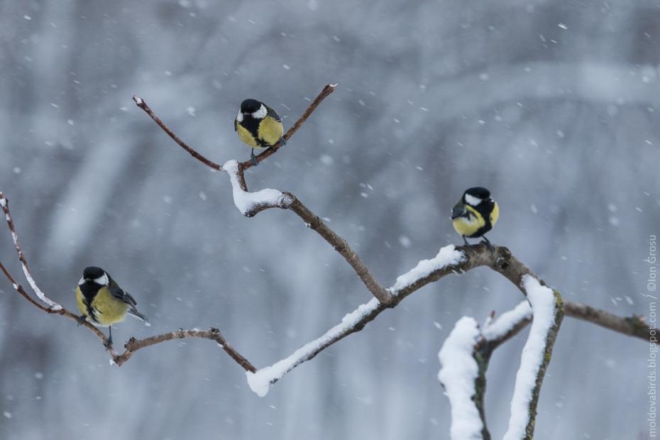 Pițigoi mari (Parus major)