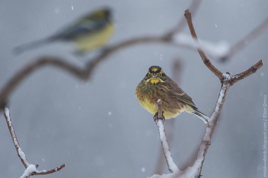 Presură galbenă (Emberiza citrinella)