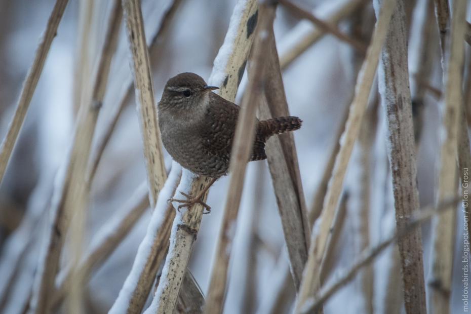 Ochiuboului (Troglodytes troglodytes)