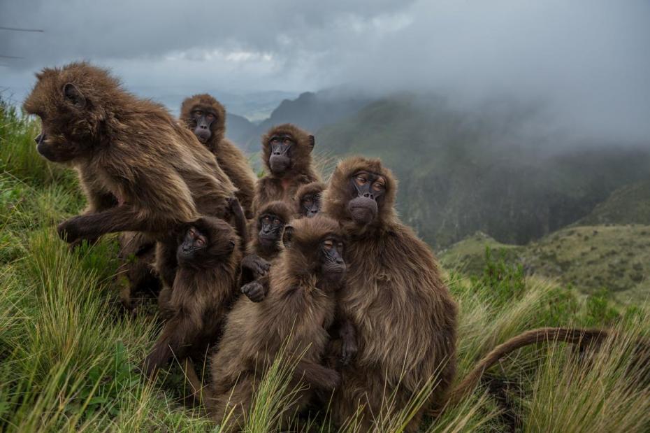 16-best-09-gelada-baboons-huddle-ethiopia-guassa-grass.adapt_.1190.1