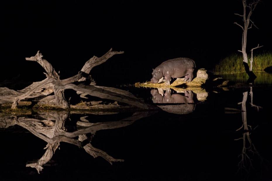 25-best-okavango-delta-hippo-grazing-night.adapt_.1190.1