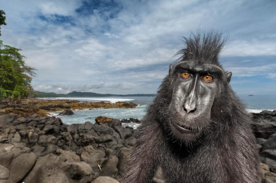 50-best-14-macaque-ocean-sulawesi-reserve-beachside_CROPPED.adapt_.1190.1