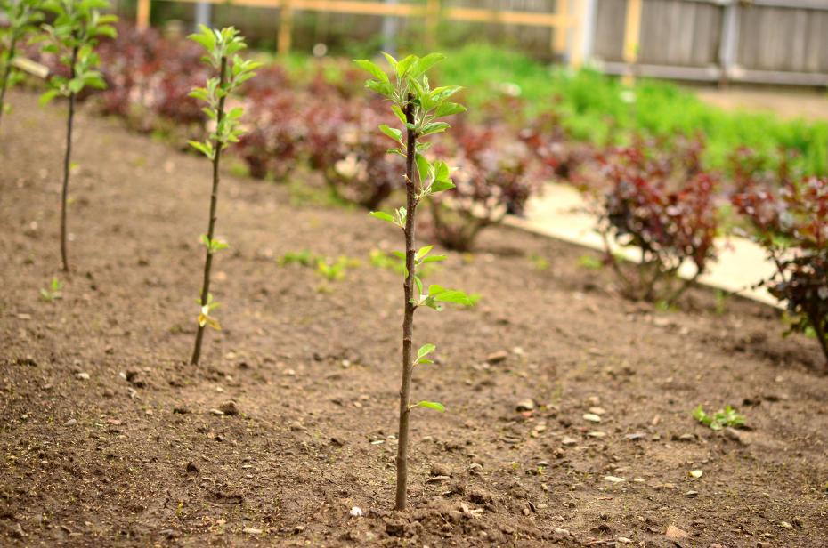 pomi-in-primul-an-de-la-plantare