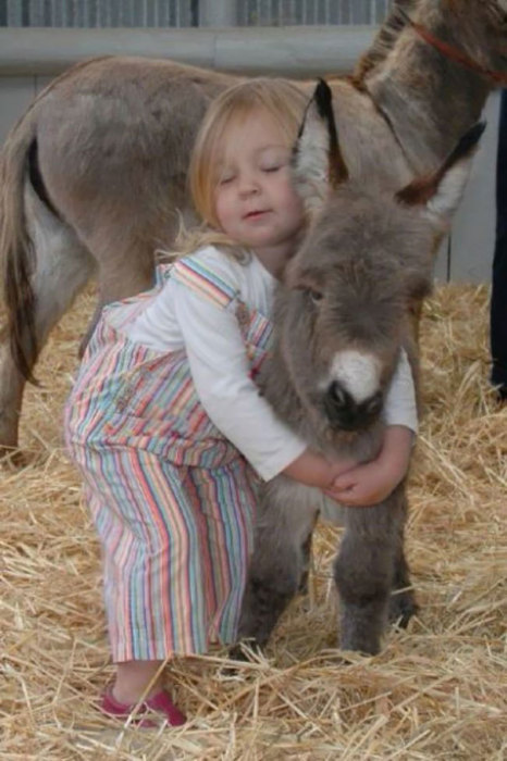 baby-donkeys-24