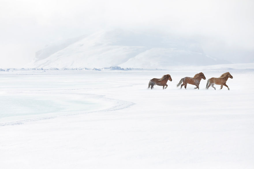 animal-photography-icelandic-horses-in-the-realm-of-legends-drew-doggett-1-5b5afbce48b15__880