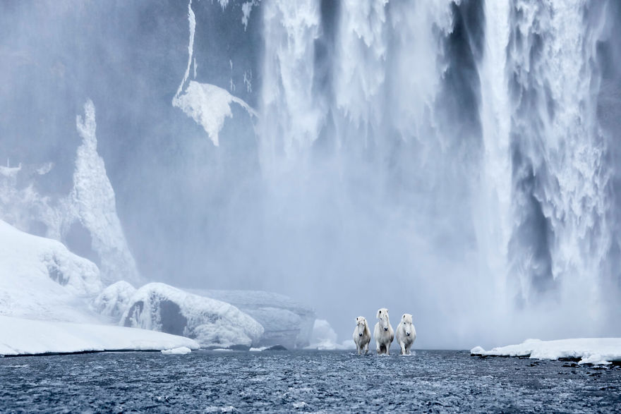 animal-photography-icelandic-horses-in-the-realm-of-legends-drew-doggett-10-5b5afbe10cc99__880