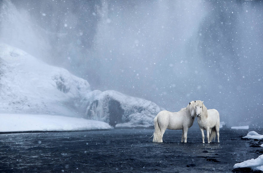 animal-photography-icelandic-horses-in-the-realm-of-legends-drew-doggett-14-5b5afbe934ad7__880