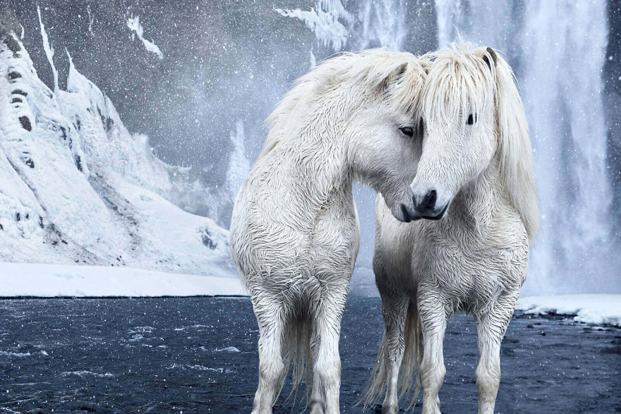 animal-photography-icelandic-horses-in-the-realm-of-legends-drew-doggett-15-5b5afbeb56a84__880