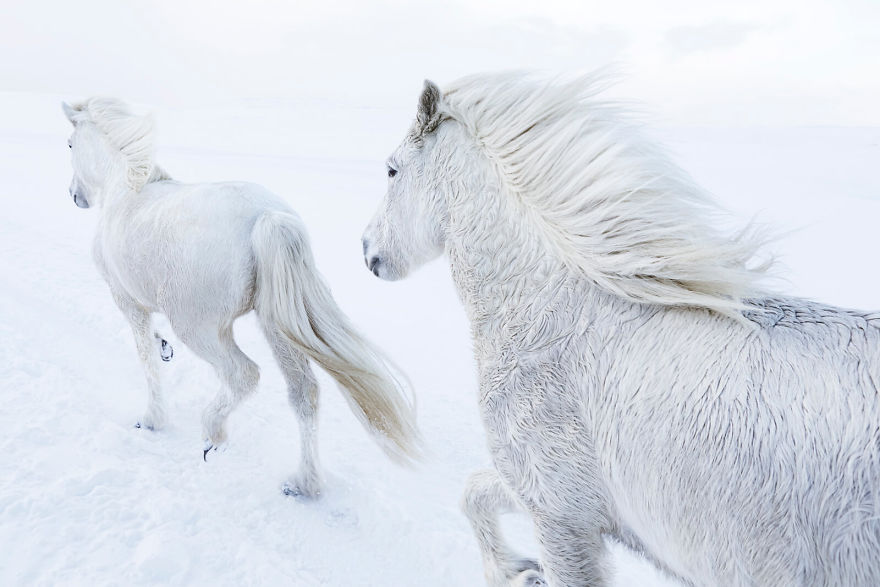 animal-photography-icelandic-horses-in-the-realm-of-legends-drew-doggett-18-5b5afbf13ebb1__880