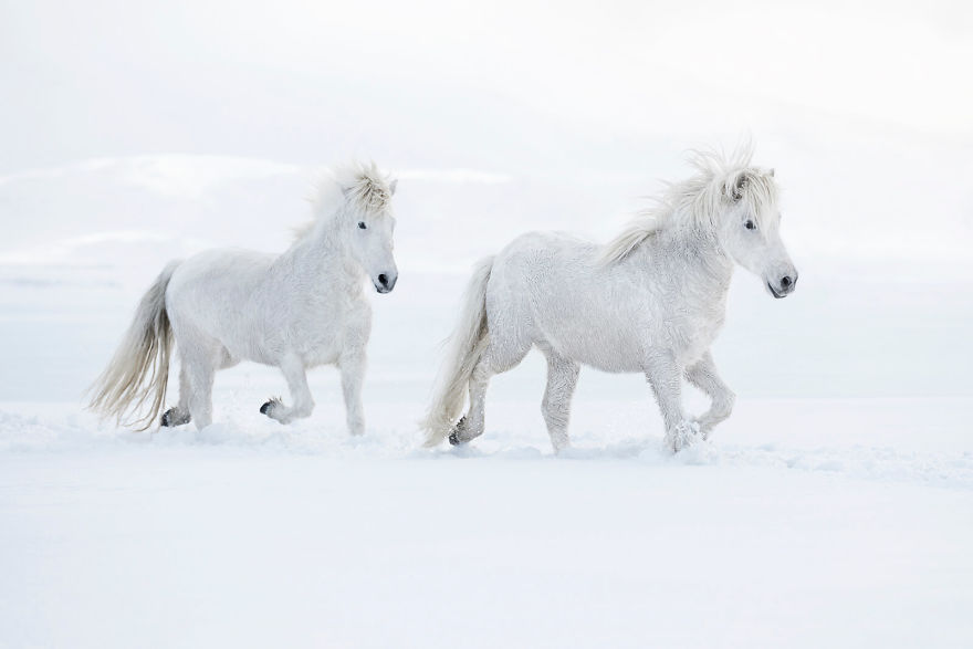 animal-photography-icelandic-horses-in-the-realm-of-legends-drew-doggett-25-5b5afbff3a5ee__880