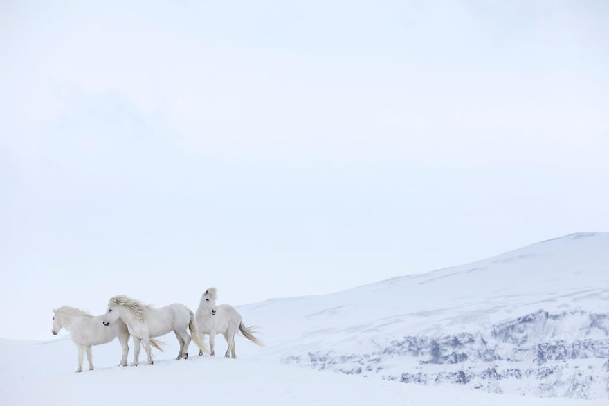 animal-photography-icelandic-horses-in-the-realm-of-legends-drew-doggett-26-5b5afc00cef9b__880