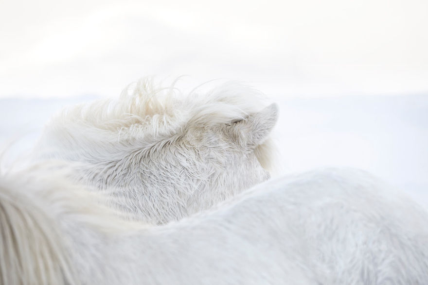 animal-photography-icelandic-horses-in-the-realm-of-legends-drew-doggett-3-5b5afbd280788__880