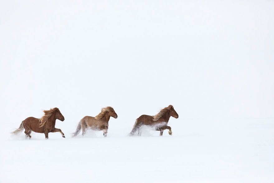 animal-photography-icelandic-horses-in-the-realm-of-legends-drew-doggett-35-5b5afc152e2bf__880