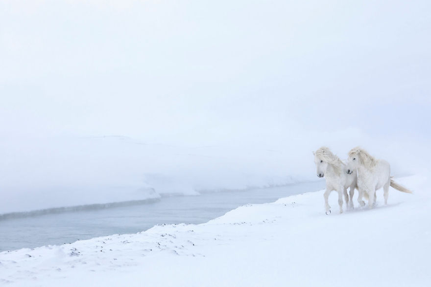 animal-photography-icelandic-horses-in-the-realm-of-legends-drew-doggett-4-5b5afbd45e718__880