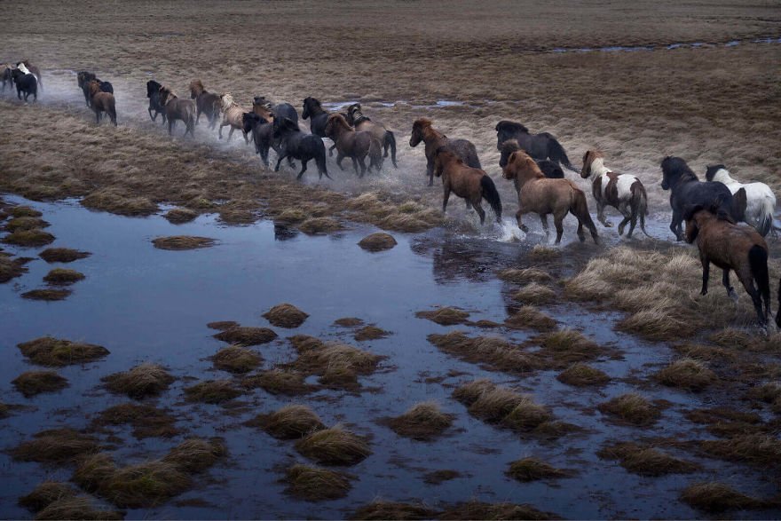 animal-photography-icelandic-horses-in-the-realm-of-legends-drew-doggett-5-5b5afbd66a094__880