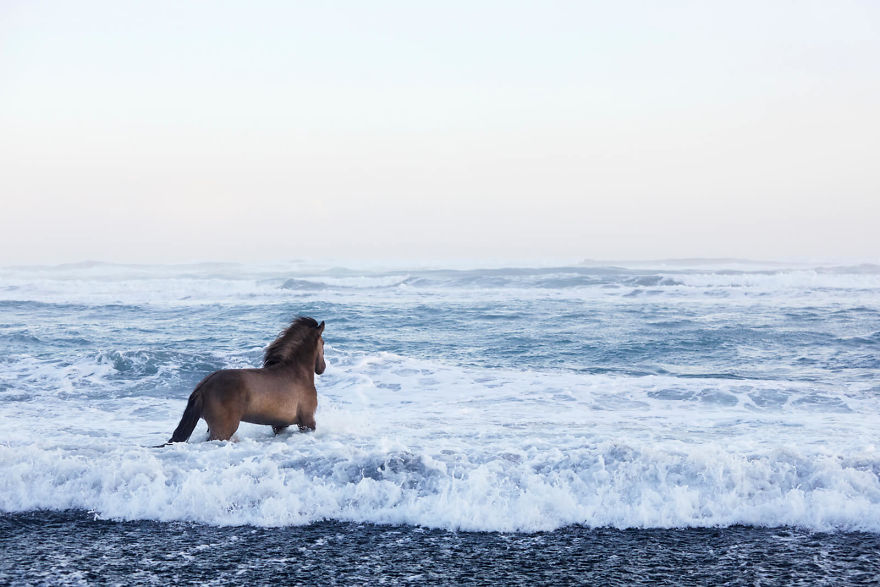 animal-photography-icelandic-horses-in-the-realm-of-legends-drew-doggett-6-5b5afbd852aa8__880