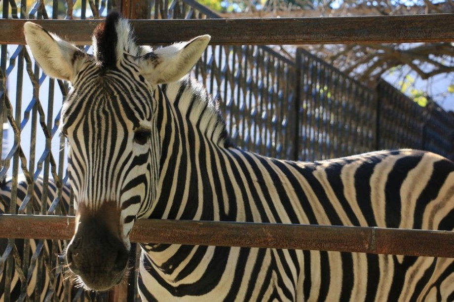 (foto) Ochii de după gratii. Cum arată privirea animalelor care își petrec viața în gradina zoologică din Capitală